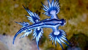 blue-slug1