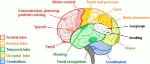 brain-regions-areas