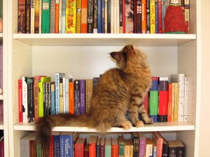 Cat_Bookshelf