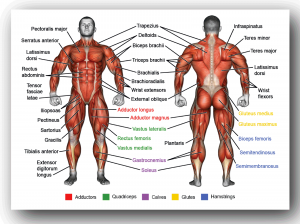 [How to Draw] The Mangled Mess of Human Musculature – The Anatomy of ...