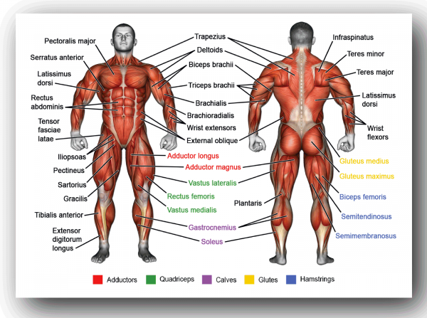 Human Muscular Anatomy Diagram