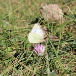 Green moth sitting on purple flower