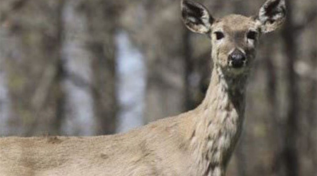 CWD in Wisconsin | EnviroNews