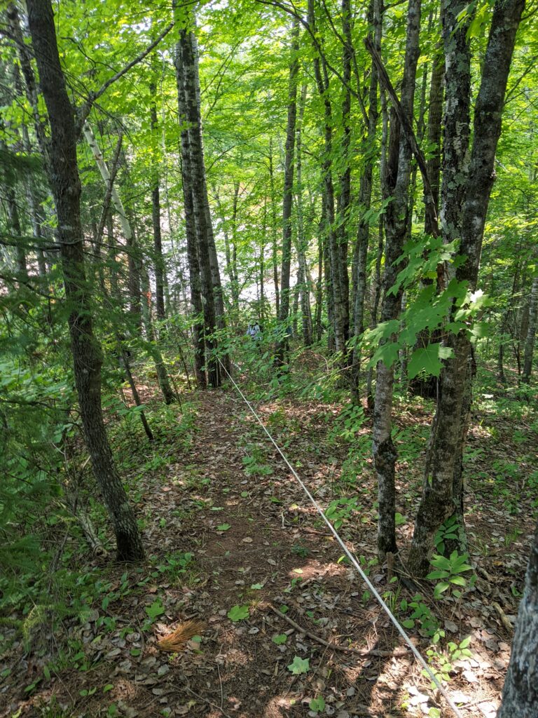 Path in through the forest