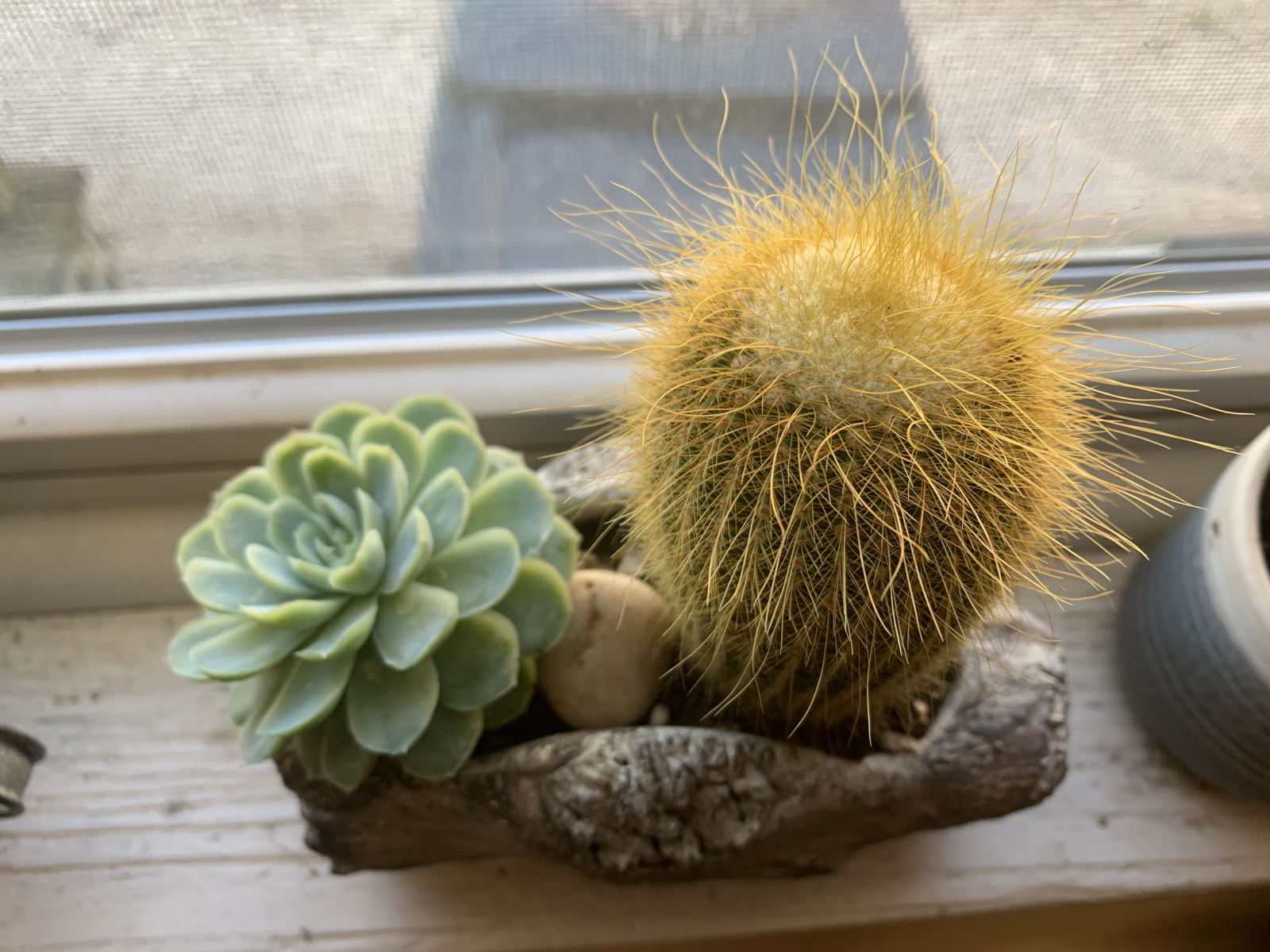 Sun_Cactus and Succulent