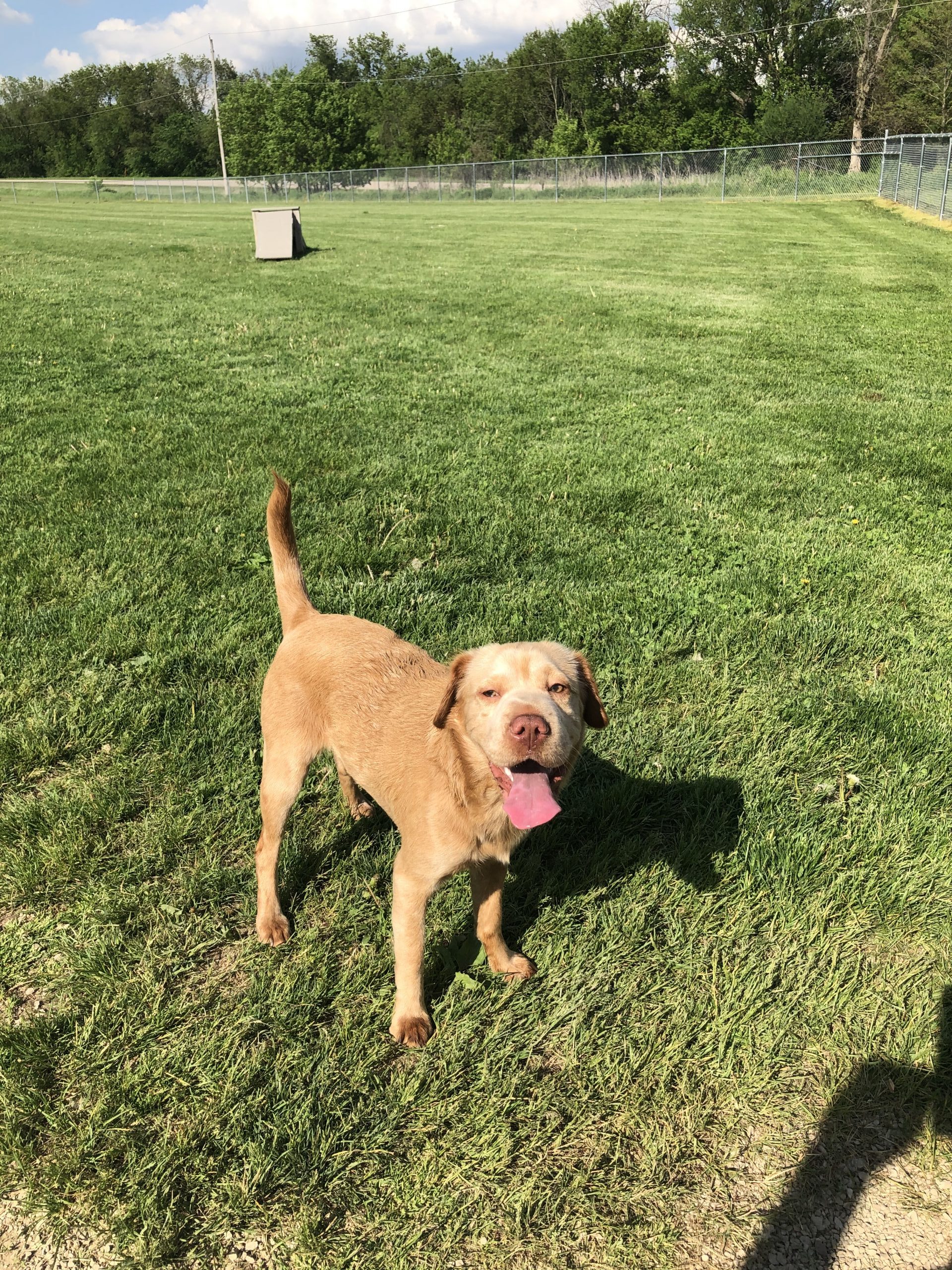 PUppy Playdates | Life with a Shar Pei Baby